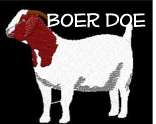 Boer Doe