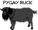 Pygmy Buck